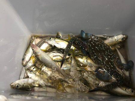 ファミリーフィッシング