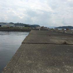 ソウダガツオとチャリコ