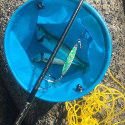 ライトショアジギングでサバ