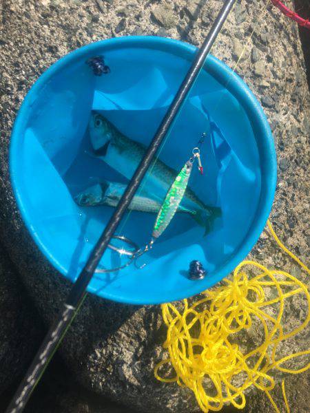 ライトショアジギングでサバ