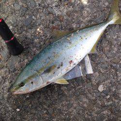 ツバス狙いで大蔵海岸！！