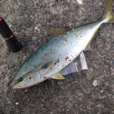 ツバス狙いで大蔵海岸！！