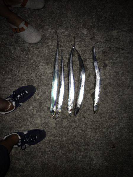 初淡路島でタチウオフィッシュ！津名港