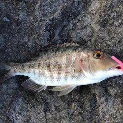 石垣島旅行 夕飯前にちょい釣り