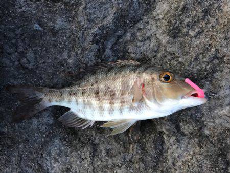 石垣島旅行 夕飯前にちょい釣り