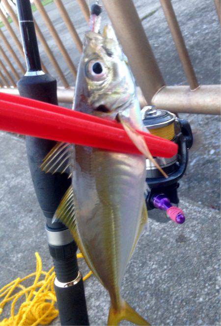 盆明けアジング