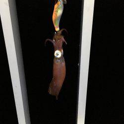 人＞ケンサキイカ