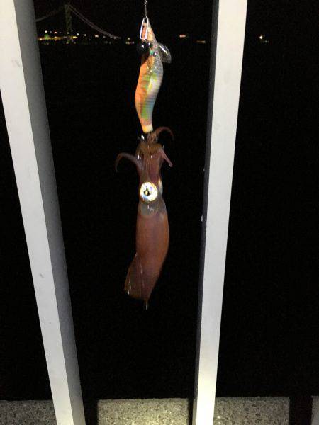 人＞ケンサキイカ