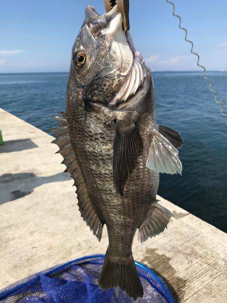 イカ狙いのはずが