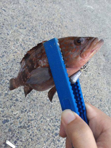 ロックフィッシュ