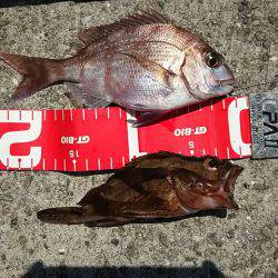 コブダイ釣りだったのに..