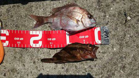 コブダイ釣りだったのに..