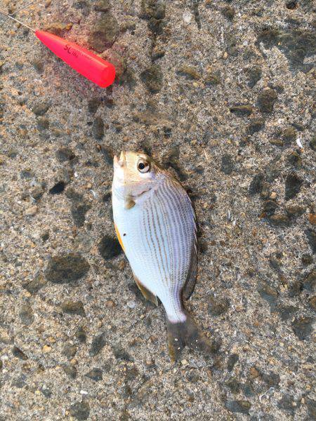 ちょい投げより…