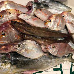 日本海 船エサ五目釣り&ルアー