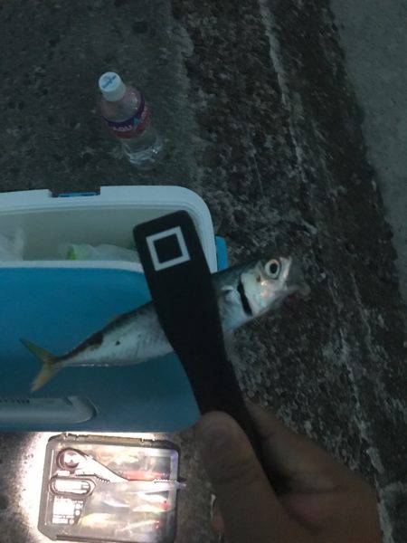 サバしか釣れん