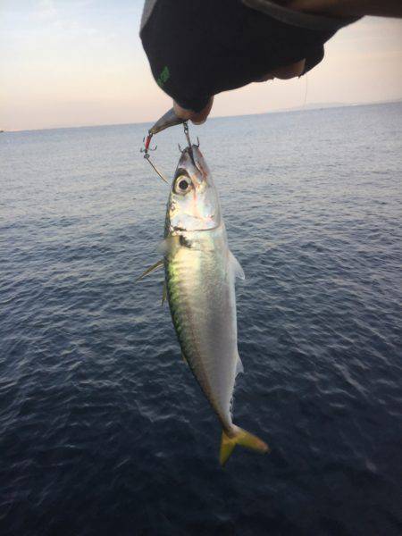 シーバス狙いが(T . T)