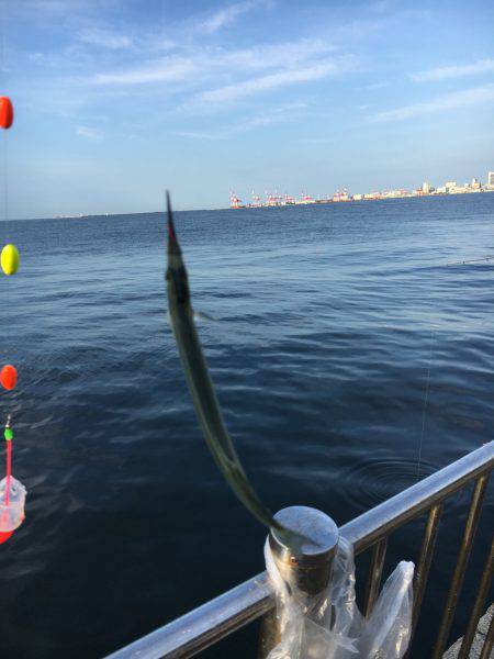 エンピツサヨリ