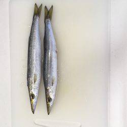 太刀魚を求めて