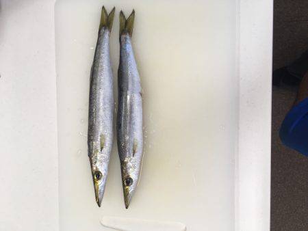 太刀魚を求めて