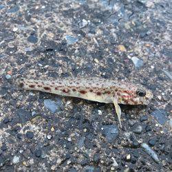 外道ばっかり。。。