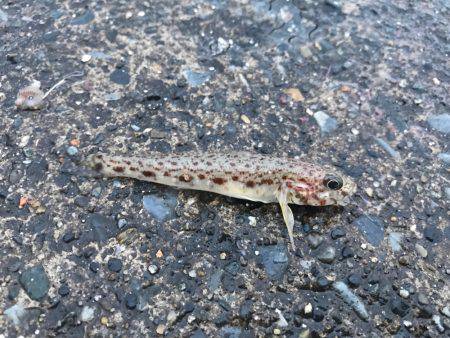 外道ばっかり。。。