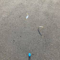 サビキin四日市港第3