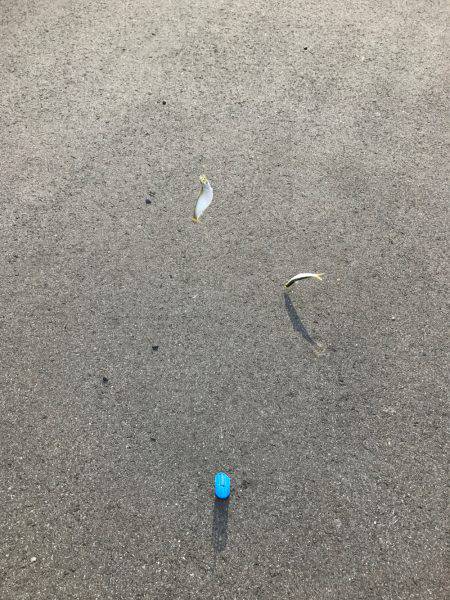 サビキin四日市港第3