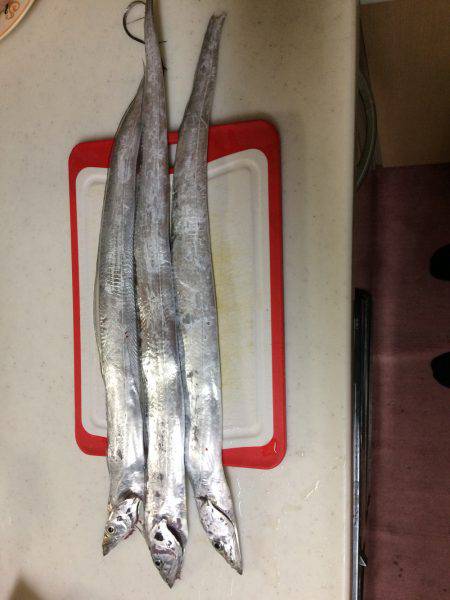 太刀魚 3匹