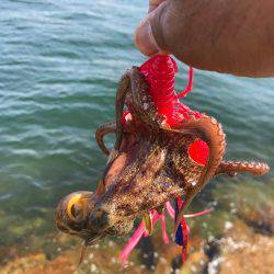 終盤戦、タコともお別れ！