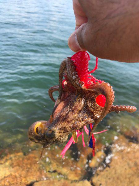 終盤戦、タコともお別れ！