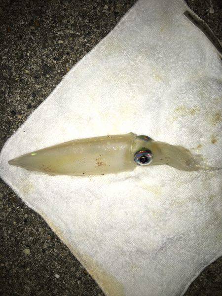 なんとか剣先一杯