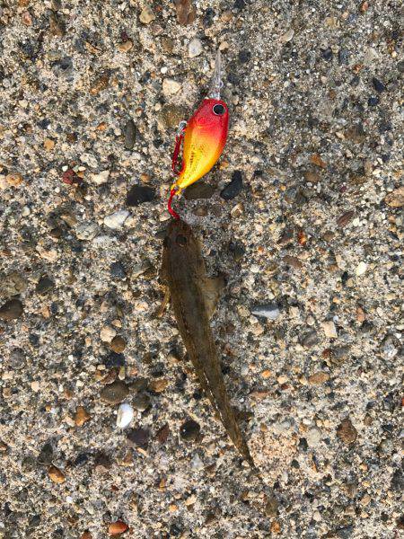 鯊クランクベイト  アーミーベイトで狙う。…