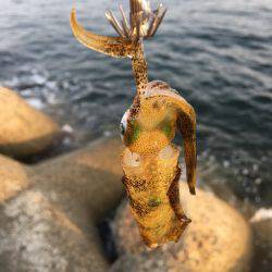 タチウオは釣れず。