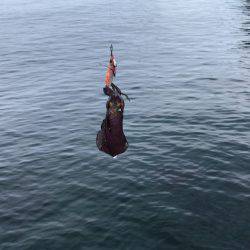 敦賀アオリイカエギング