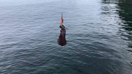 敦賀アオリイカエギング