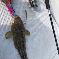 ボートマゴチ 朝短時間勝負