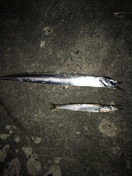 タチウオとカマス