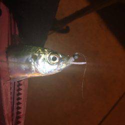 激ムズアジング