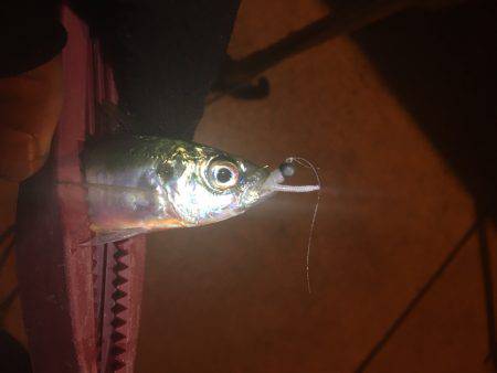 激ムズアジング