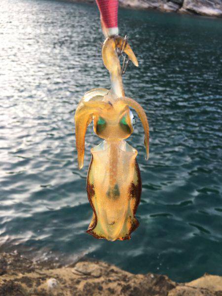 夏イカ求めて②