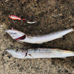 カマスゲーム②