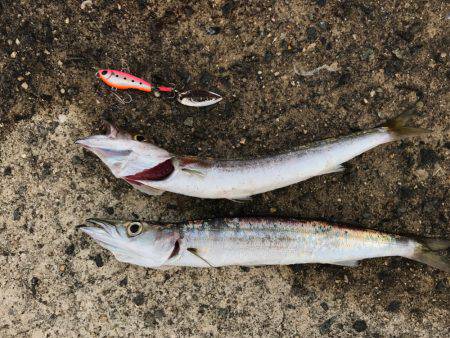 カマスゲーム②