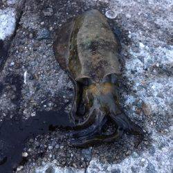 垂水一文字でオクトパッシング