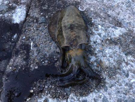 垂水一文字でオクトパッシング