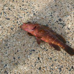 ぴょんぴょんコツ、、グクググ