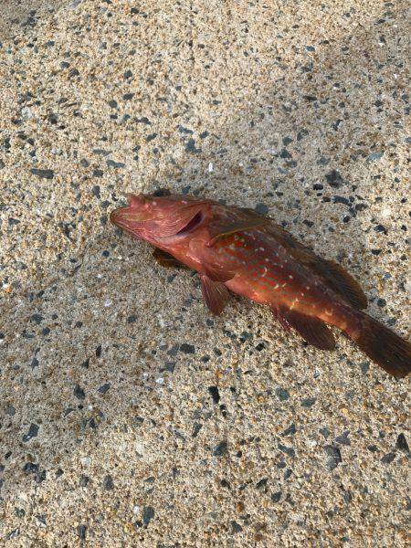 ぴょんぴょんコツ、、グクググ