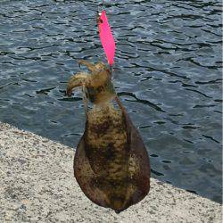 まだ小さいのが多いです❗️