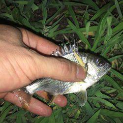 あえてのチビレ狙い