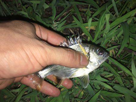 あえてのチビレ狙い