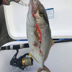 夕まずめ上げ潮釣行